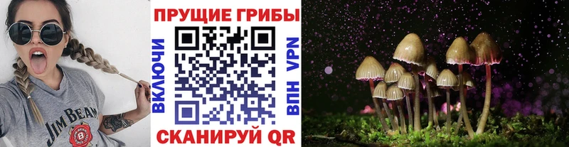 Купить закладки  Злынка  Псилоцибиновые грибы Cubensis 